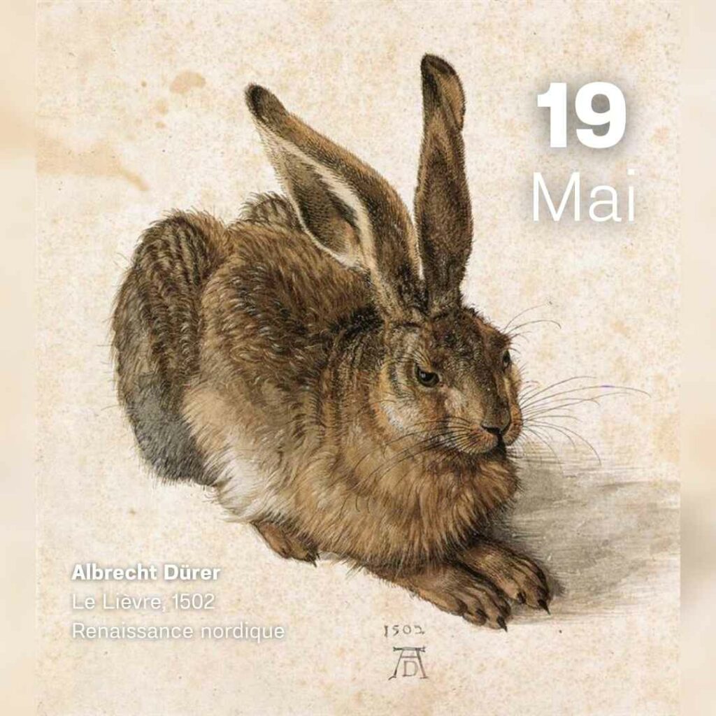 Albrecht Durer - Le lièvre 1502