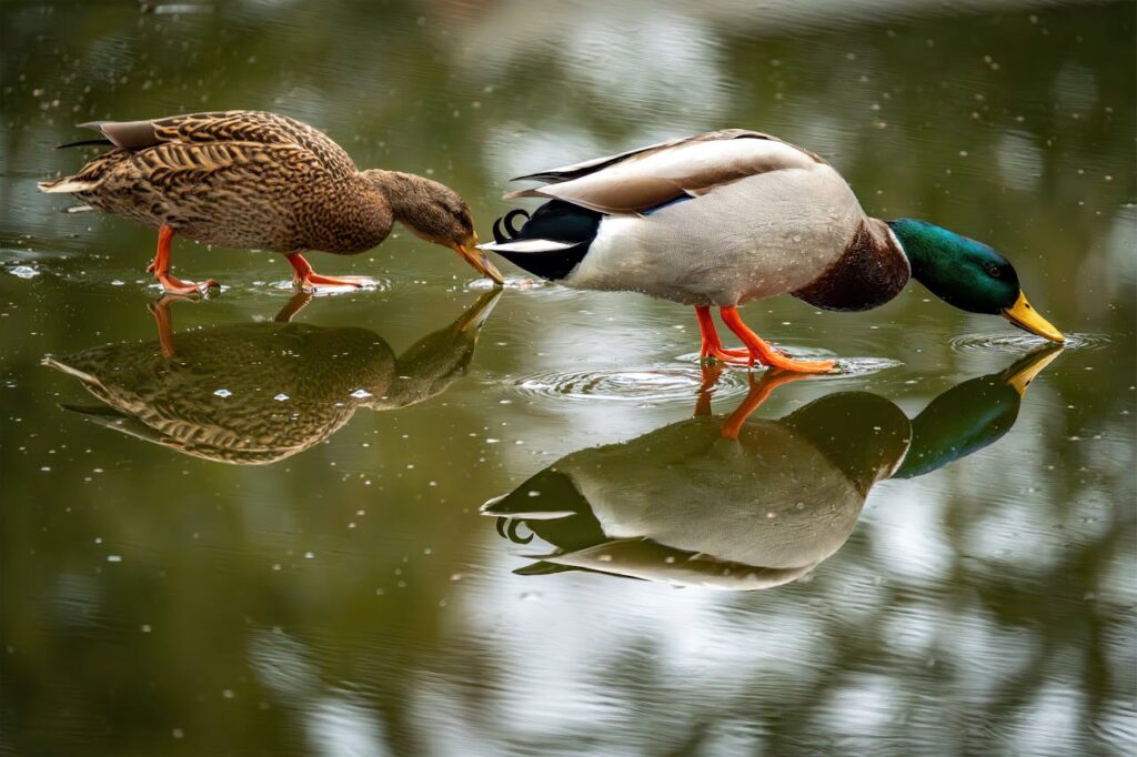 Canards colvert mâle et femelle