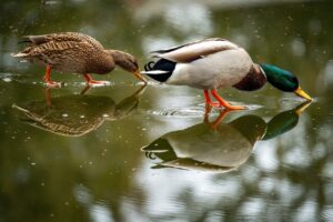 Canards colvert mâle et femelle