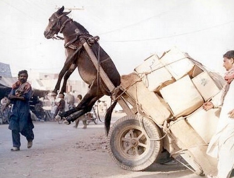 Mulet en surcharge