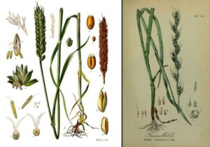 Planches botaniques blé et ivraie