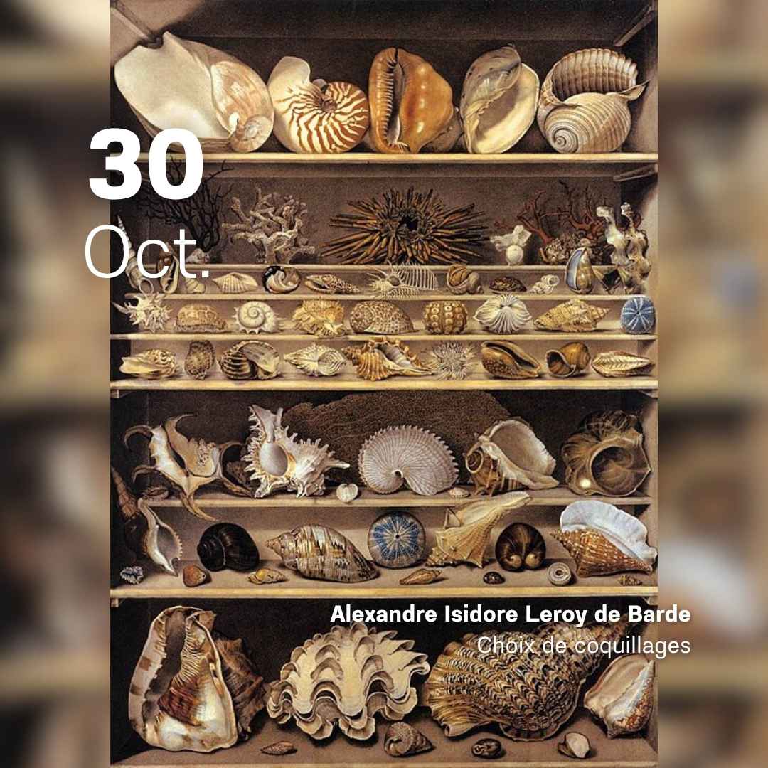 Alexandre Isidore Leroy de Barde - Choix de coquillages