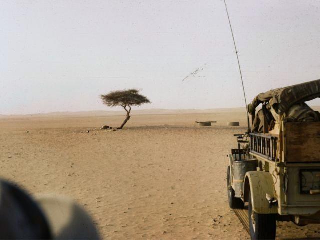 Arbre du Ténéré en 1961