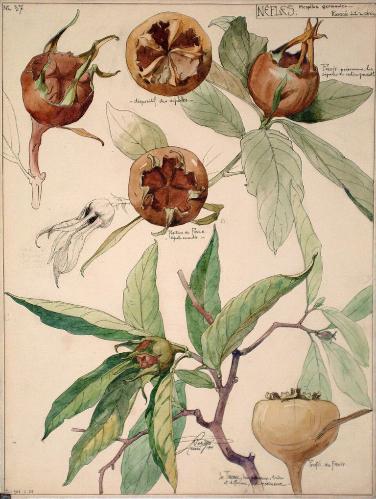 Etude de Nèfles - Henri Bergé